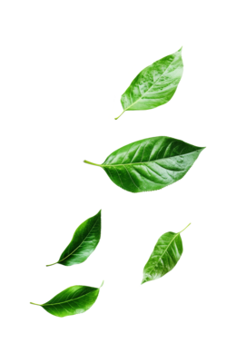 fresh-green-leaves-scattered-on-a-bright-white-background-transparent-png fresh-green-leaves-scattered-on-a-bright-white-background-transparent-png